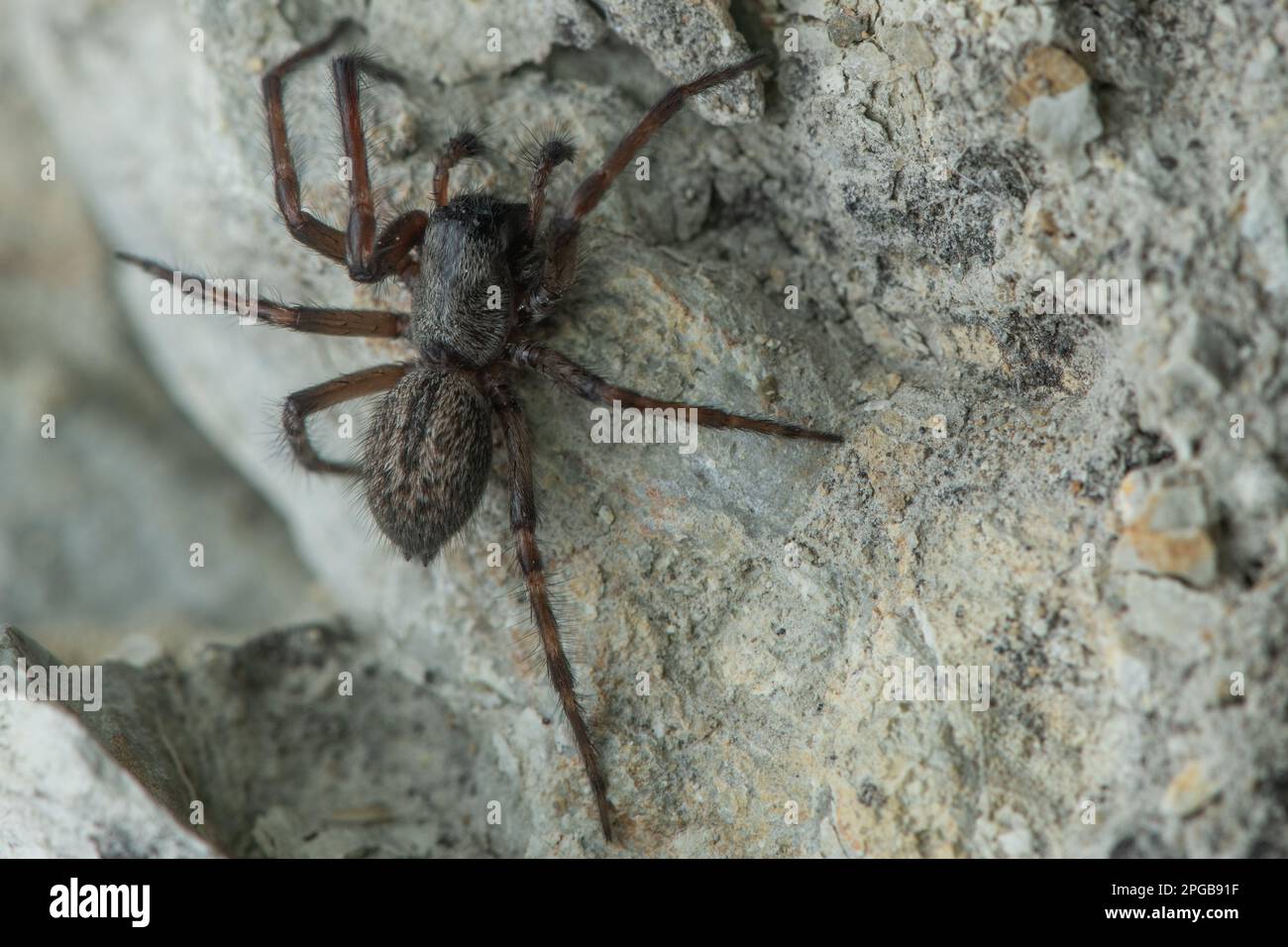 Badumna longinqua oder die graue Hausspinne, eine in Aotearoa Neuseeland eingeführte nonnative Arachniden-Art. Stockfoto