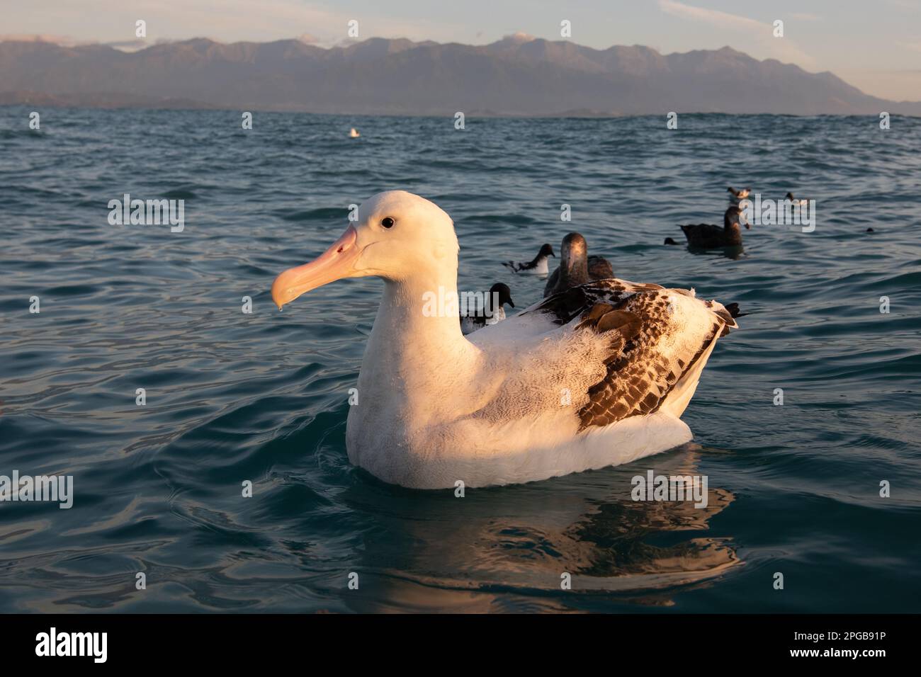 Ein wandernder Albatros (Diomedea exulans) im Pazifischen Ozean vor der Küste von Kaikoura, Südinsel, Aotearoa Neuseeland. Stockfoto