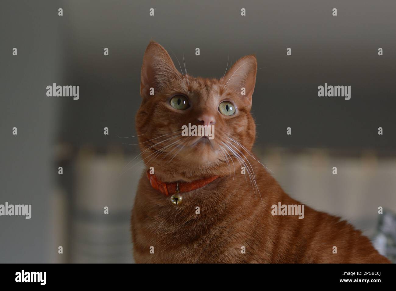 Makroporträts meines Katzenwäschers Stockfoto