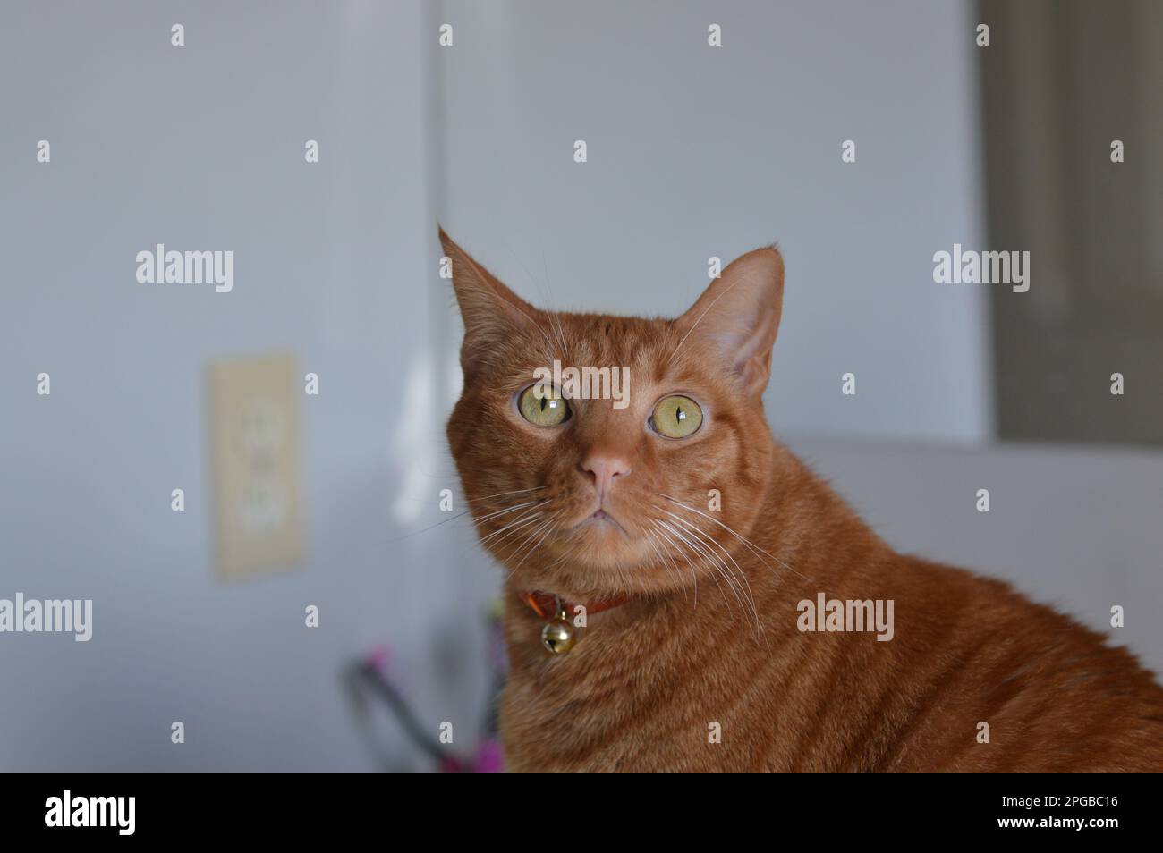 Makroporträts meines Katzenwäschers Stockfoto