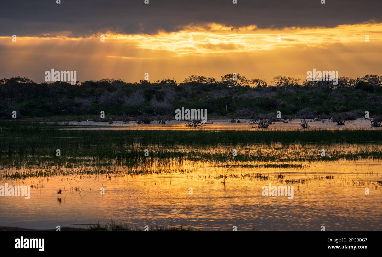 Am Vormittag genießen Sie die Golden Hour im Bundala National Park, die Sonne blickt durch die Wolken, und das goldene Licht reflektiert die Lagune. Stockfoto