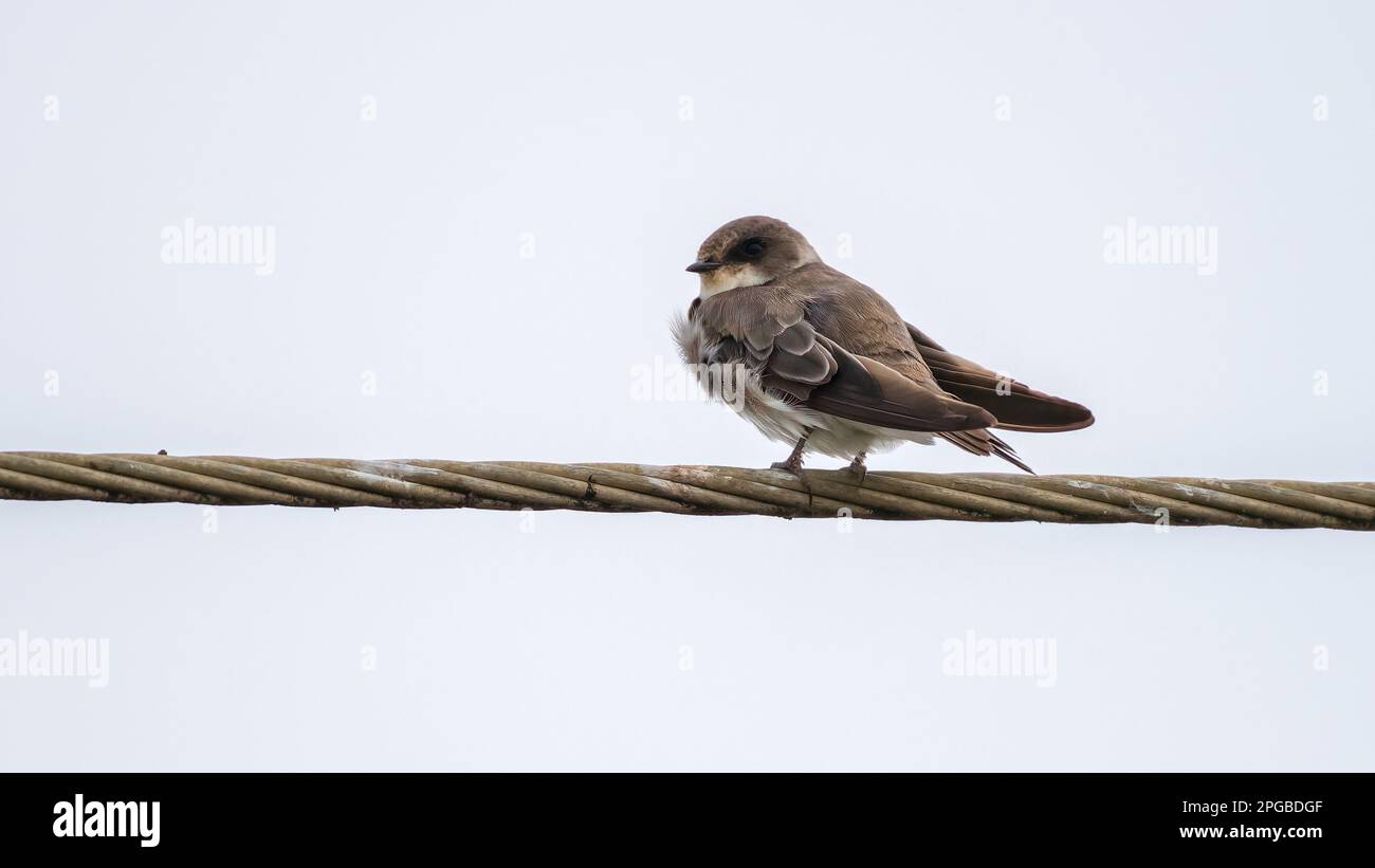 Martins Vogelbarsch auf einem Draht festschleifen, isoliert gegen den klaren Himmel schlucken. Stockfoto