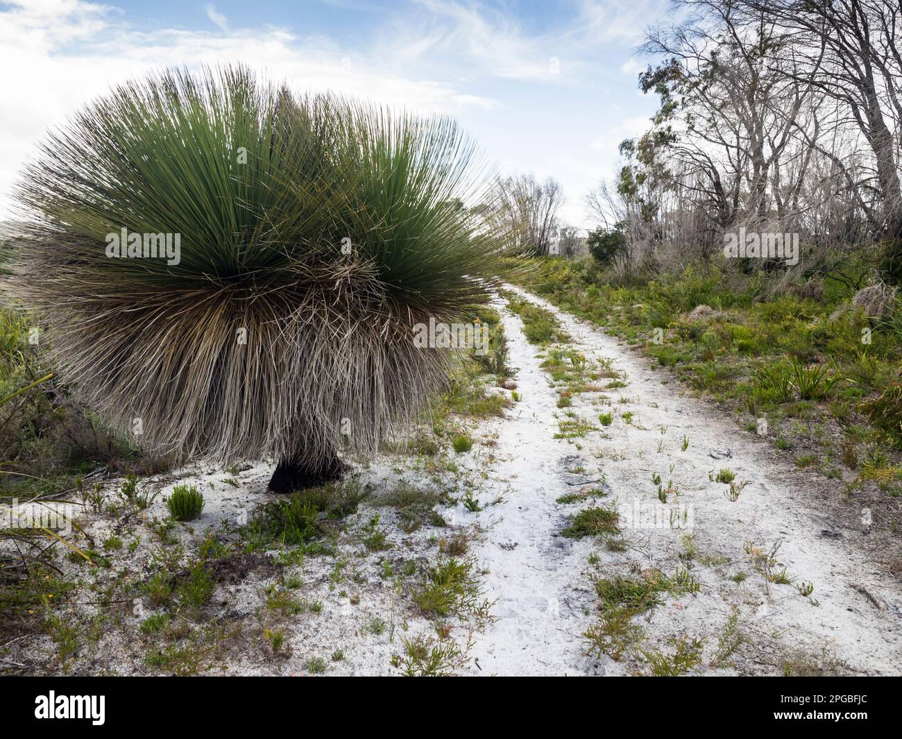 Grasstrees (Xanthorrhaea preissii), Nuyts Wilderness, Walpole-Nornalup National Park, Westaustralien, Australien Stockfoto