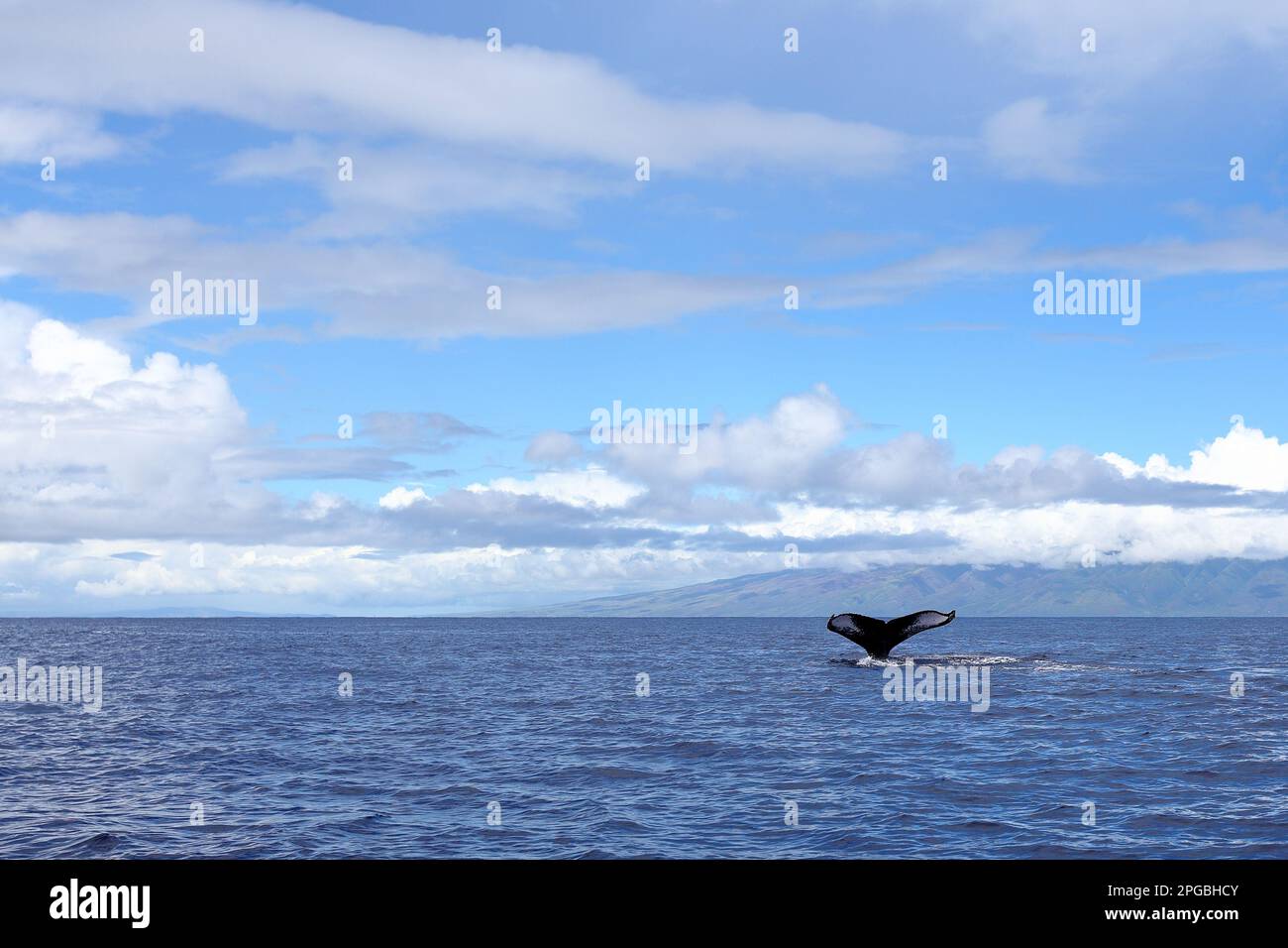 Whale Tail durchbricht die Gewässer vor der Küste von Hawaii. Stockfoto