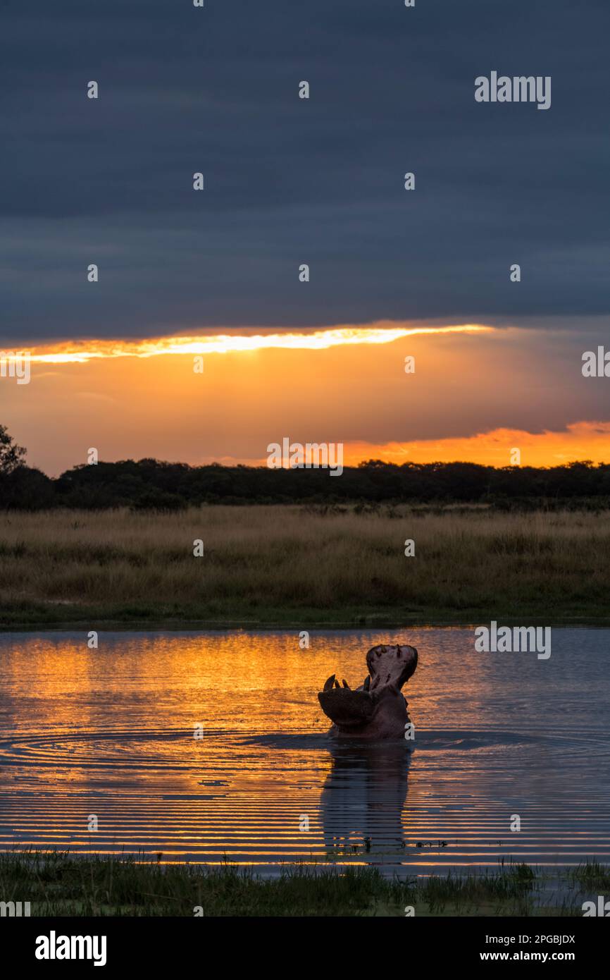Ein Hippopotamus Hippopotamus amphibius gähnt im goldenen Sonnenuntergang, der sich in einer Pfanne im Hwange-Nationalpark widerspiegelt. Stockfoto