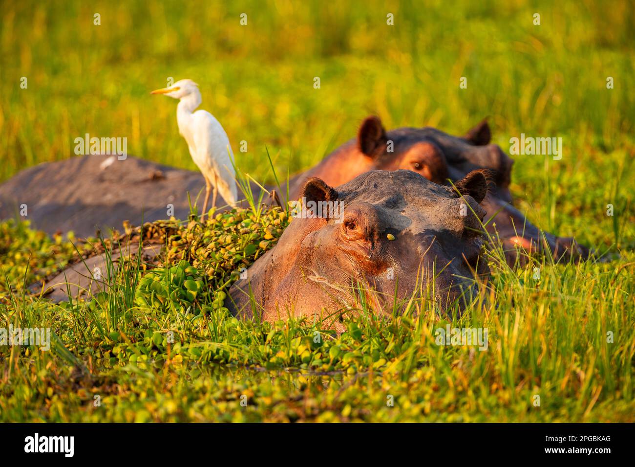 Ein Rinderreiher sitzt auf dem Kopf eines Hippopotamus im Mana Pools National Park in Simbabwe. Stockfoto