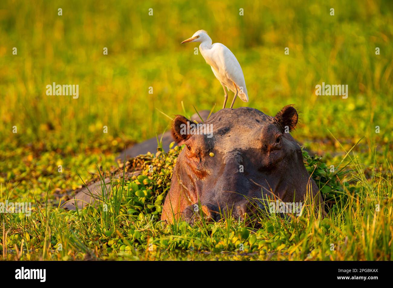 Ein Rinderreiher sitzt auf dem Kopf eines Hippopotamus im Mana Pools National Park in Simbabwe. Stockfoto
