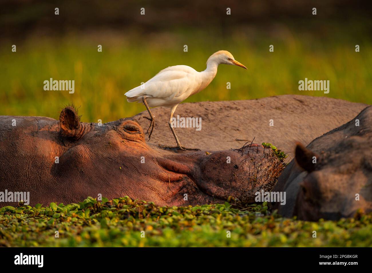 Ein Rinderreiher sitzt auf dem Kopf eines Hippopotamus im Mana Pools National Park in Simbabwe. Stockfoto