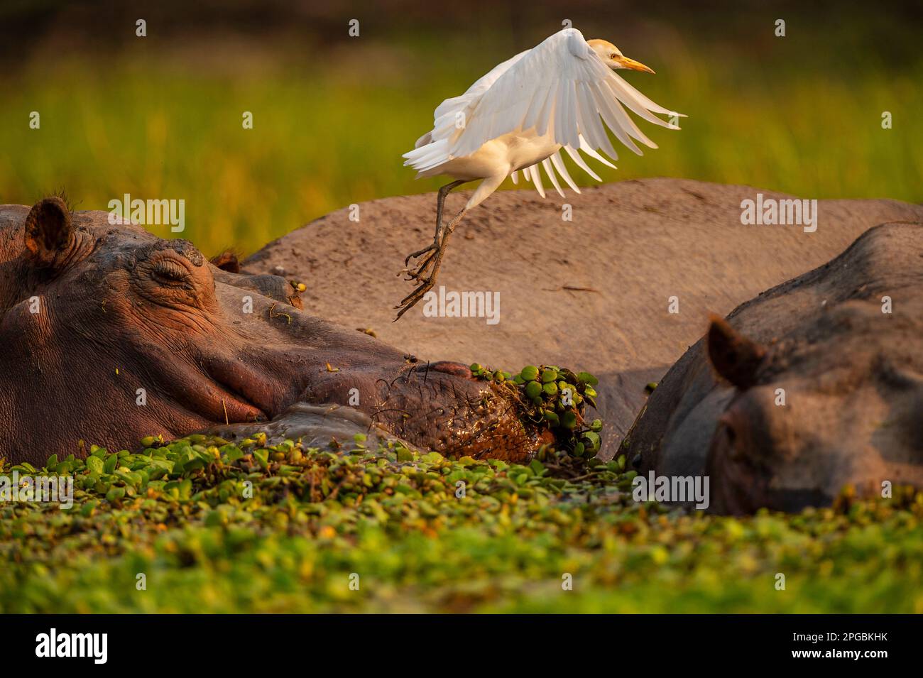 Ein Rinderreiher sitzt auf dem Kopf eines Hippopotamus im Mana Pools National Park in Simbabwe. Stockfoto