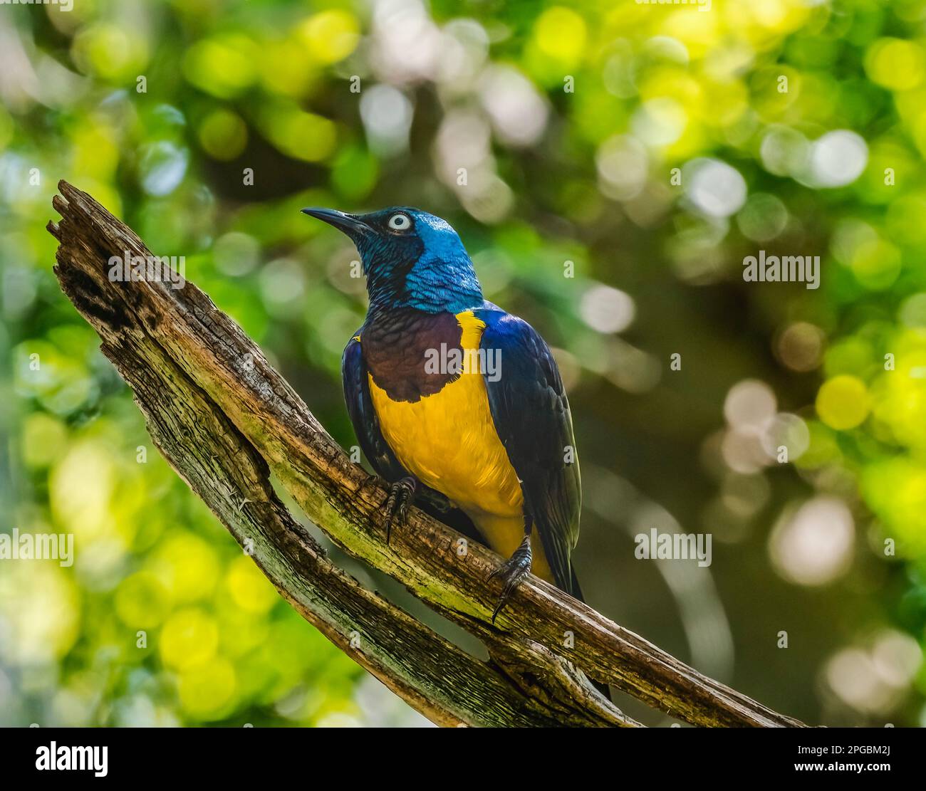 Blauvioletter goldener königlicher Starling Lamprotornis Regius Ostafrikanischer Vogel Stockfoto