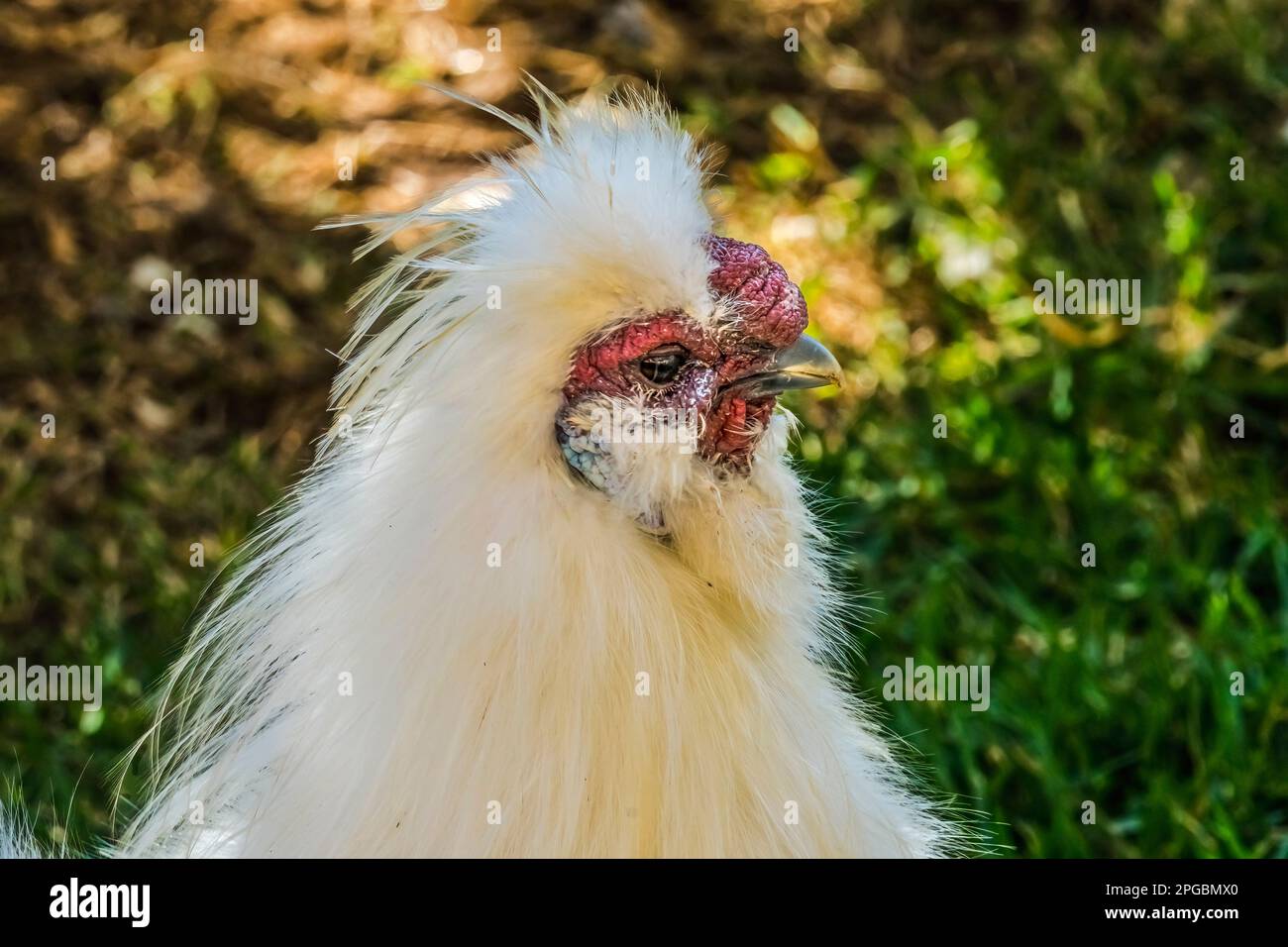 Farbenfrohes Weißes Rotes Chinesisches Seidenhuhn Waikiki Oahu Hawaii. Hühnchen aus China Stockfoto