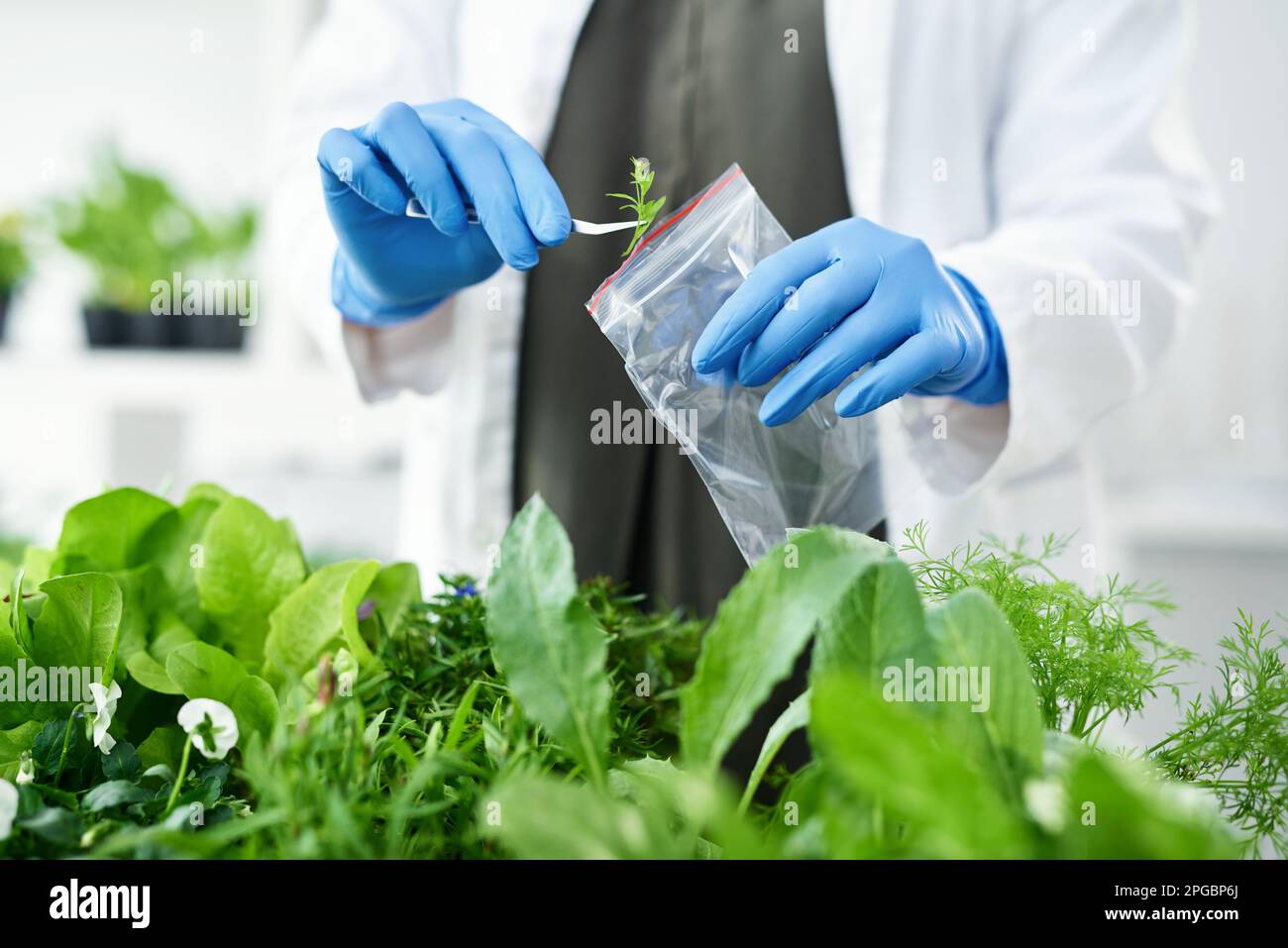 Ich studiere die physische Zusammensetzung einer Pflanze. Eine Wissenschaftlerin, die Proben aus einer Pflanze für ihr Experiment holt. Stockfoto