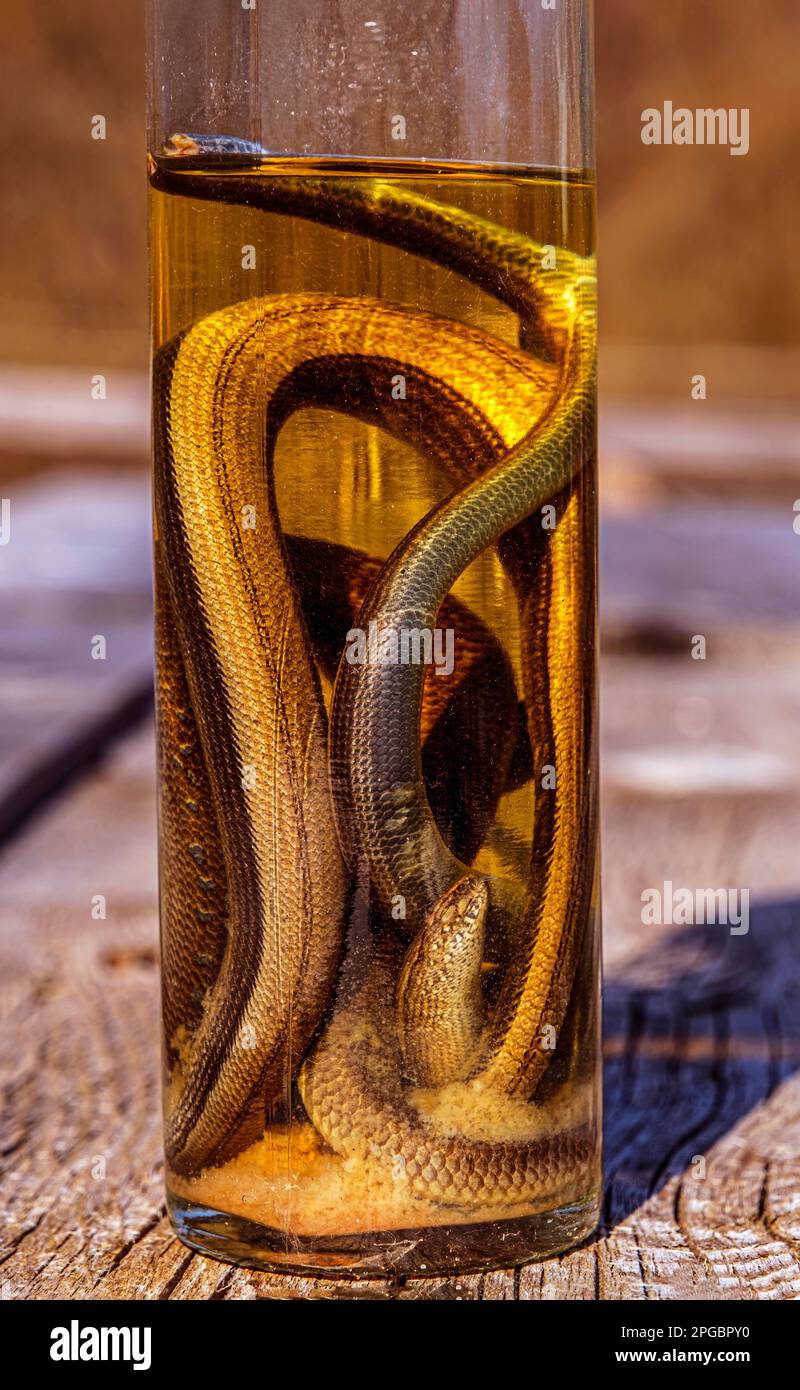 Alkoholisches Getränk, Tinktur mit einer Schlange. Stockfoto