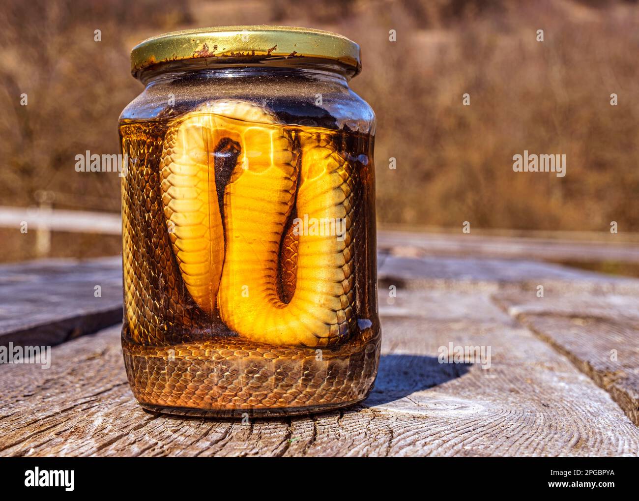 Alkoholisches Getränk, Tinktur mit einer Schlange. Stockfoto