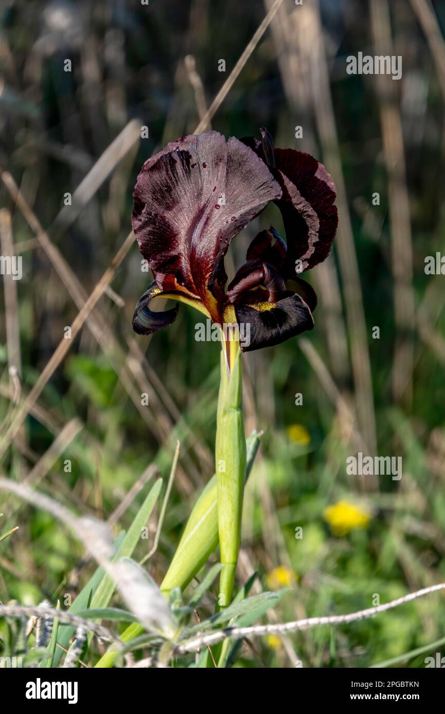 Lila schwarze Irisblüten schließen sich zwischen grünem Gras. Israel Stockfoto