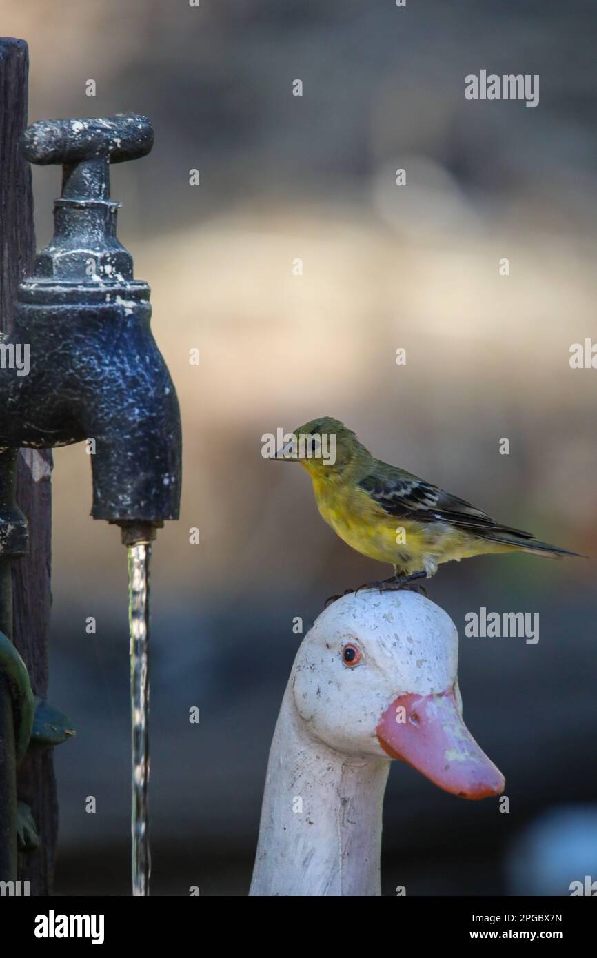 Ein vertikales Bild eines kleinen Vogels aus nächster Nähe auf dem Kopf einer Ente mit blaugrünem Körper und gelben Füßen Stockfoto