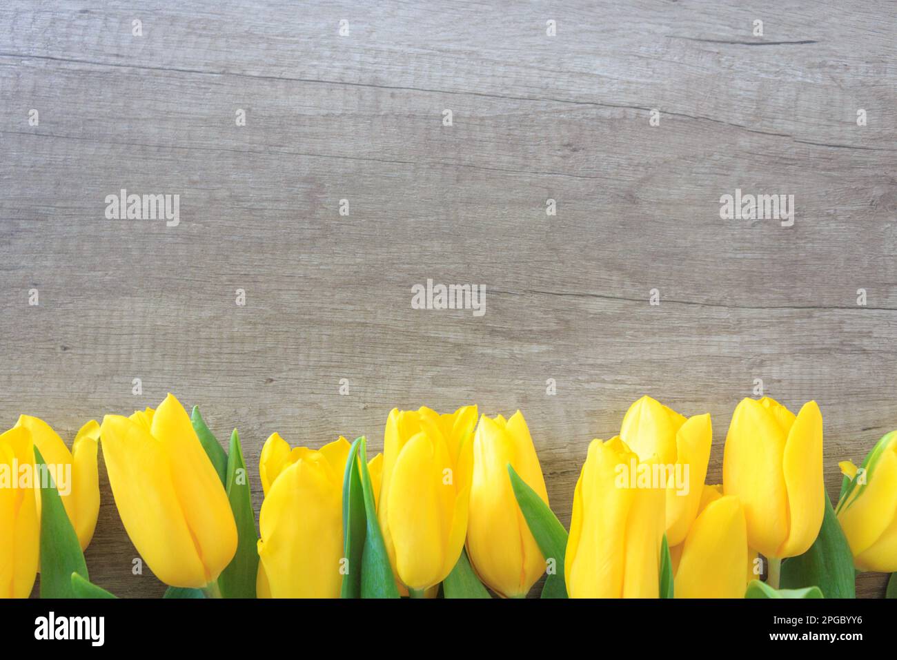 Gelbe Tulpen auf hölzernen Hintergrund. Stockfoto