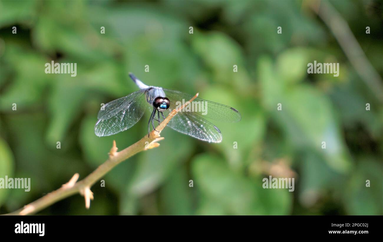 Nahaufnahme eines blauen Libellen, der auf einem Stock sitzt. Gesichtet in Bangalore am See. Stockfoto