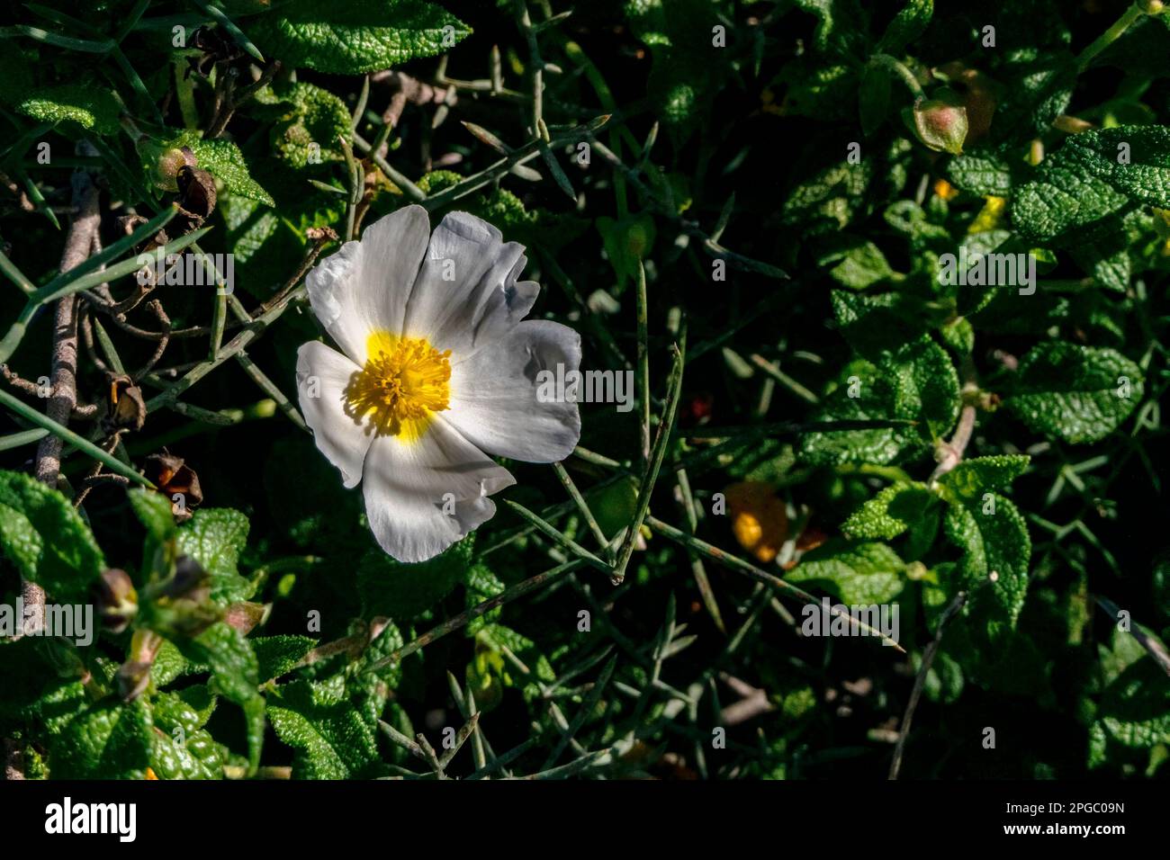 Weiße wilde Salvia Cistus-Blumen auf grünem, verschwommenem Hintergrund Stockfoto