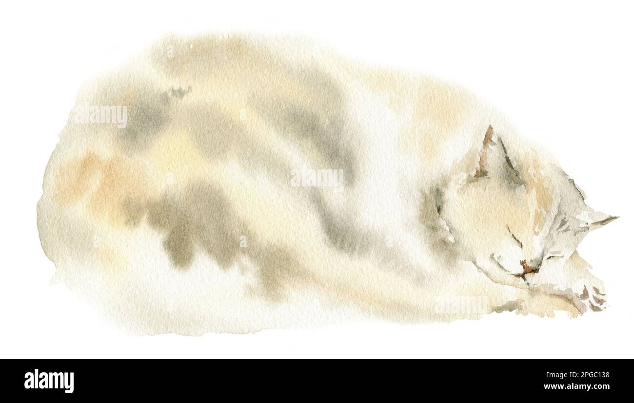 Aquarell Hand zeichnen schlafende Katze, Skizze von niedlichem Kätzchen, Illustration mit Haustier Stockfoto