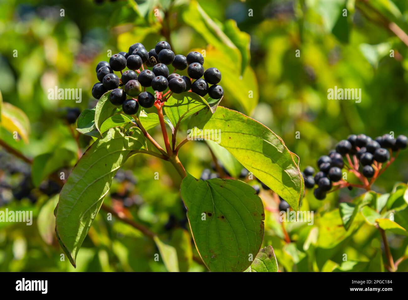 Cornus sanguinea ist eine mehrjährige Pflanze der Sodfamilie. Ein hoher Strauch mit kleinen Blumen und schwarzen, ungenießbaren Beeren. Der Turf-Brunnen wird als Schmuck angebaut Stockfoto