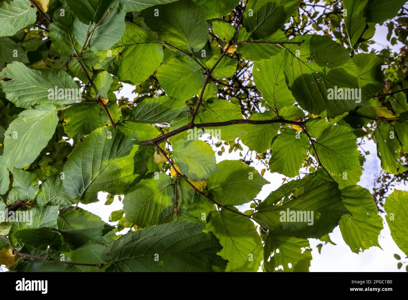 Leuchtend grüne gemeine Haselblätter auf zarten Zweigen mit wunderschöner Hintergrundbeleuchtung in einem Wald. Stockfoto