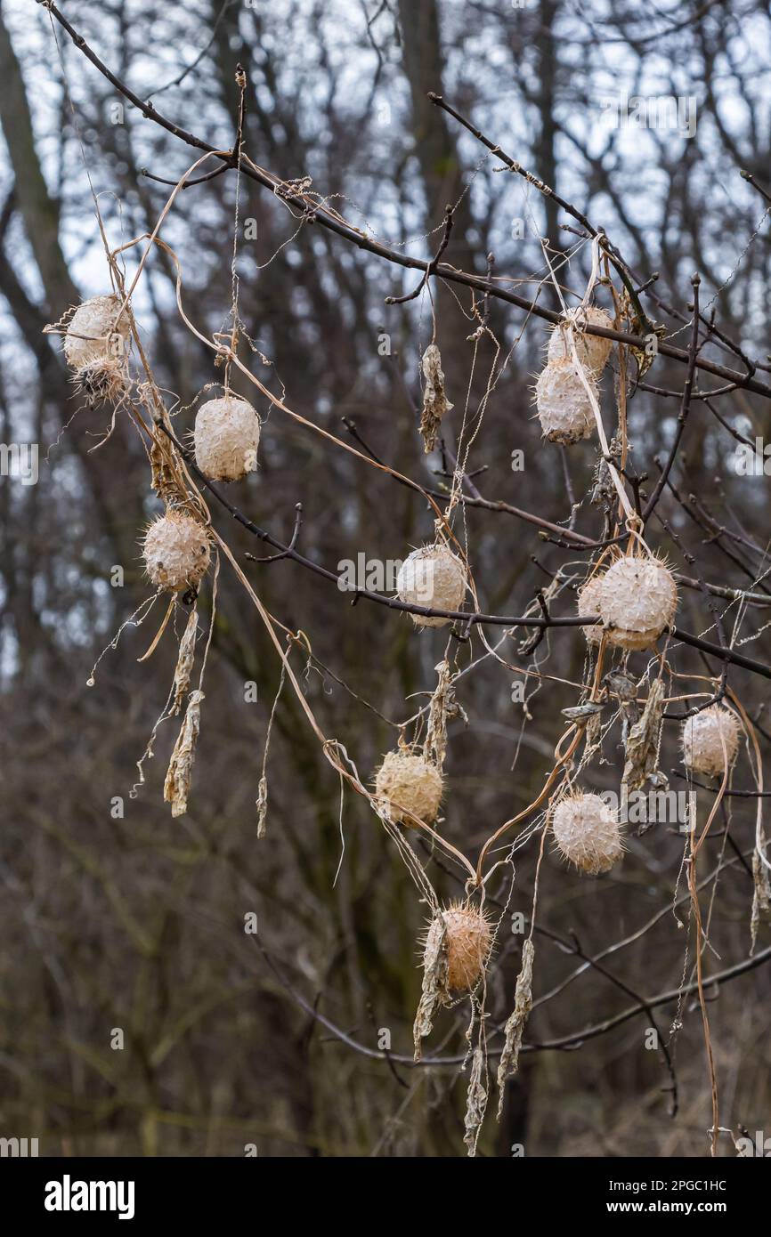 Trockener Lappen Echinocystis lobata im Winter. Trockene Früchte mit Samen, die überwintern, hängen an Büschelzweigen. Stockfoto