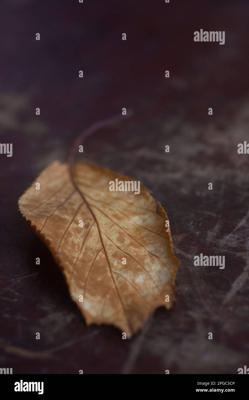 Herbstblatt mit geringer Schärfentiefe Stockfoto
