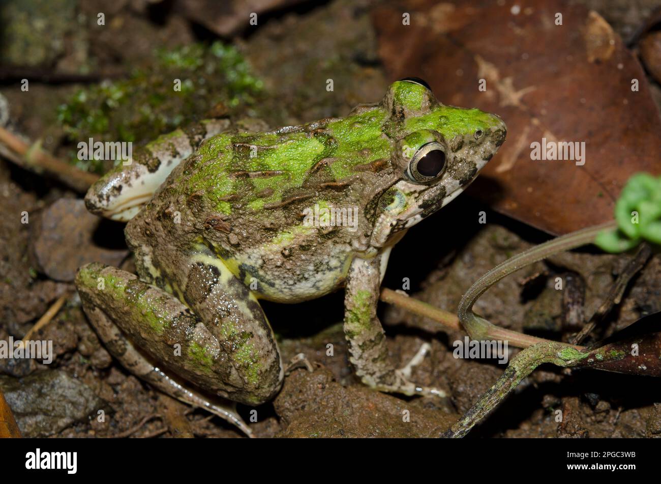 Paddy Frog, Fejervarya limnocharis, Klungkung, Bali, Indonesien Stockfoto