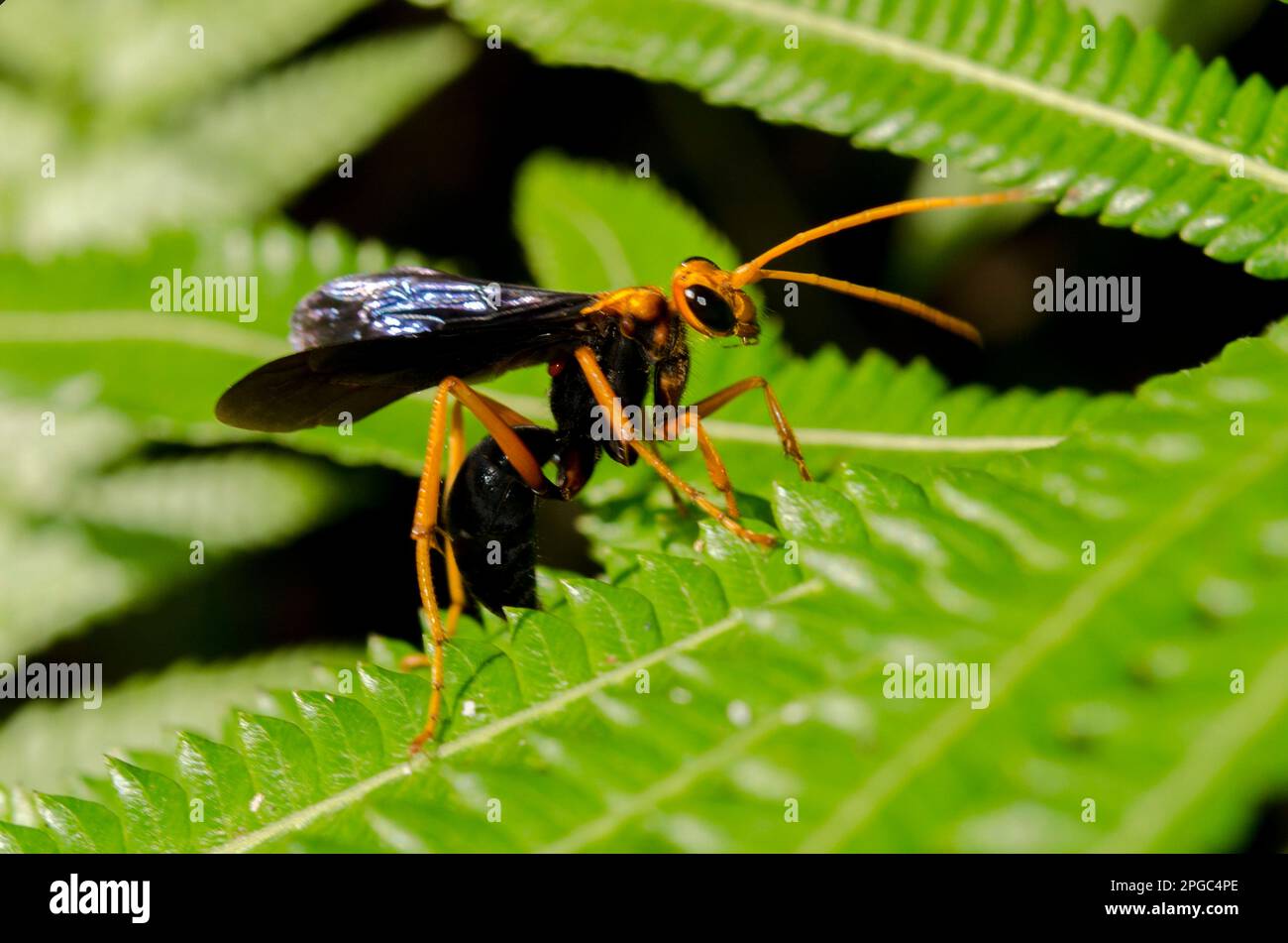 Mud Dauber Wasp, Apoidea Superfamily, on leaf, Klungkung, Bali, Indonesien Stockfoto
