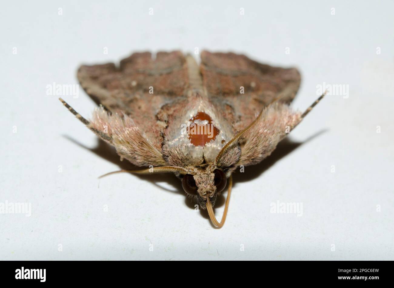 Snout Moth, Pyralidae Family, Klungkung, Bali, Indonesien Stockfoto