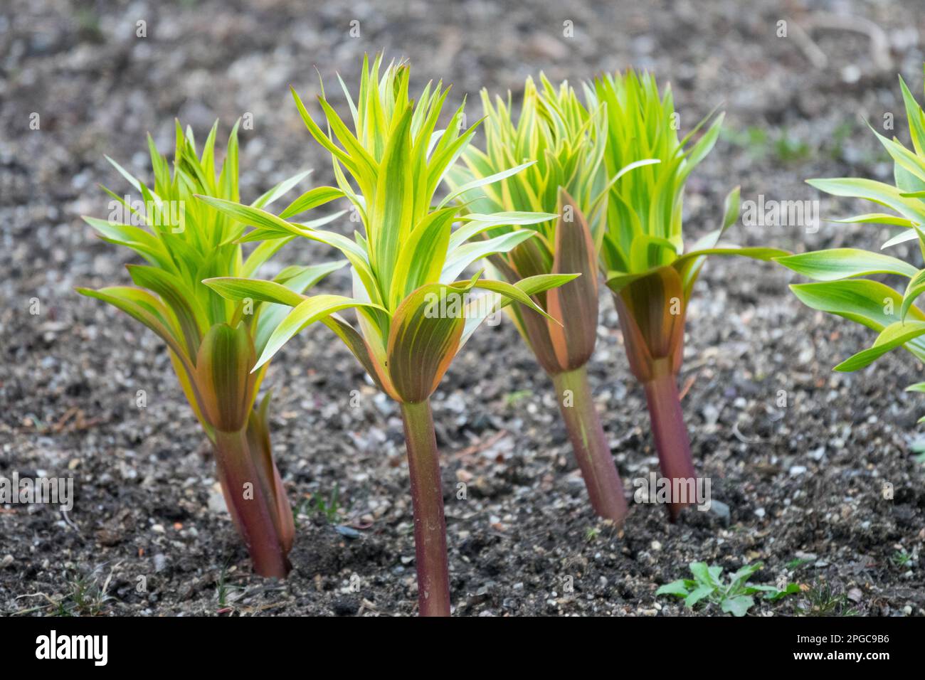 Fritillaria-Triebe, Pflanzen, Kronenfritillar, Fritillaria imperialis Aureomarginata, Fritillar, Anschwellen, Frühling, Gärtnereichen Stockfoto