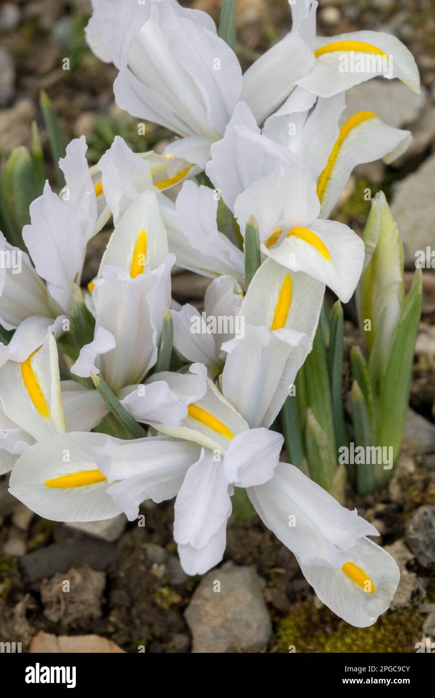 Vernetzte Iris reticulata Zwerg Iris 'Weißer Kaukasus' schön, Weiße Iren Stockfoto