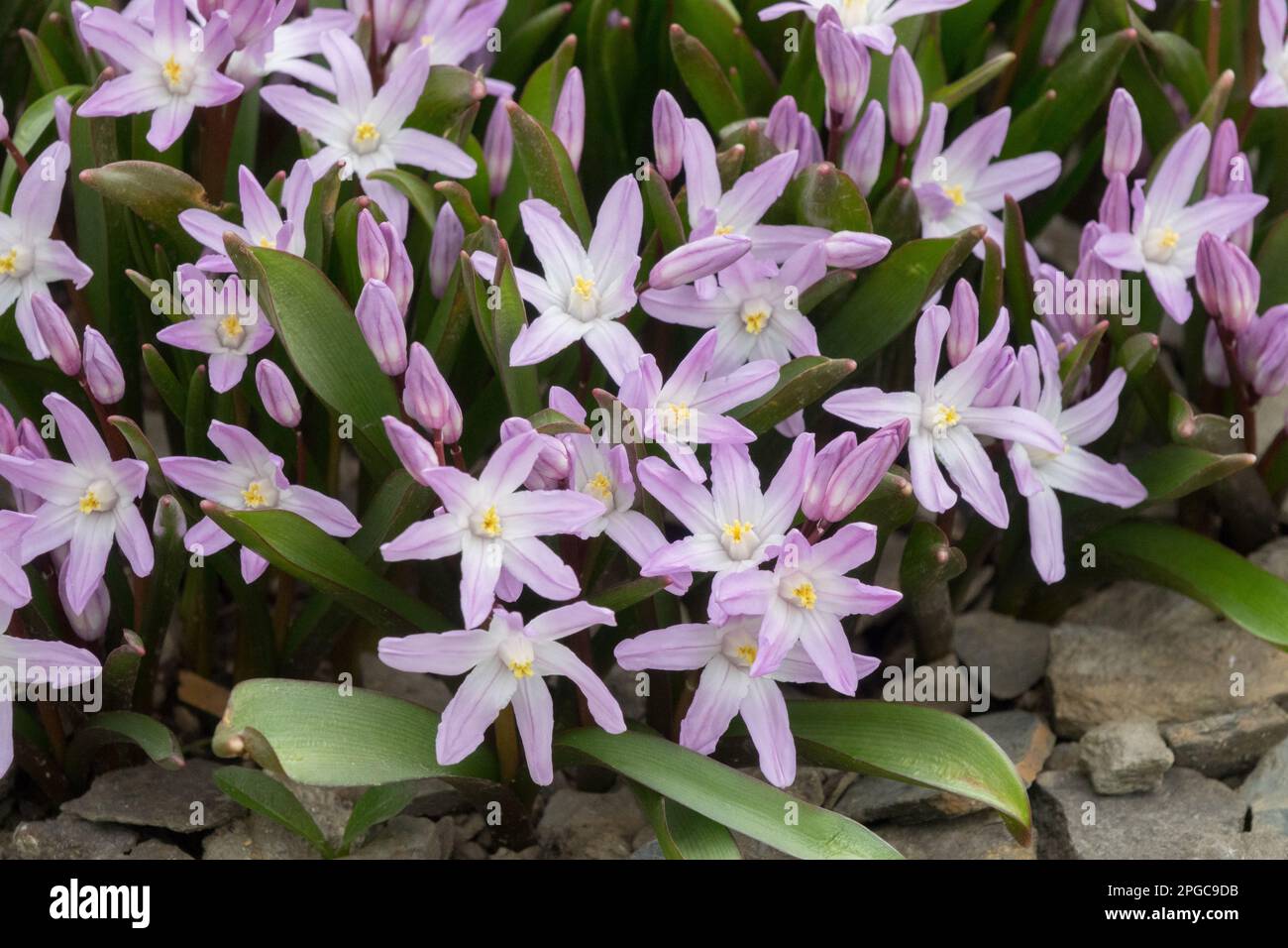 Glory-of-the-Snow, Scilla forbesii „Pink Giant“, Frühling, Felsen, Garten, Hardy, Perennial, Low, Plant, Scilla „Pink Giant“ Stockfoto