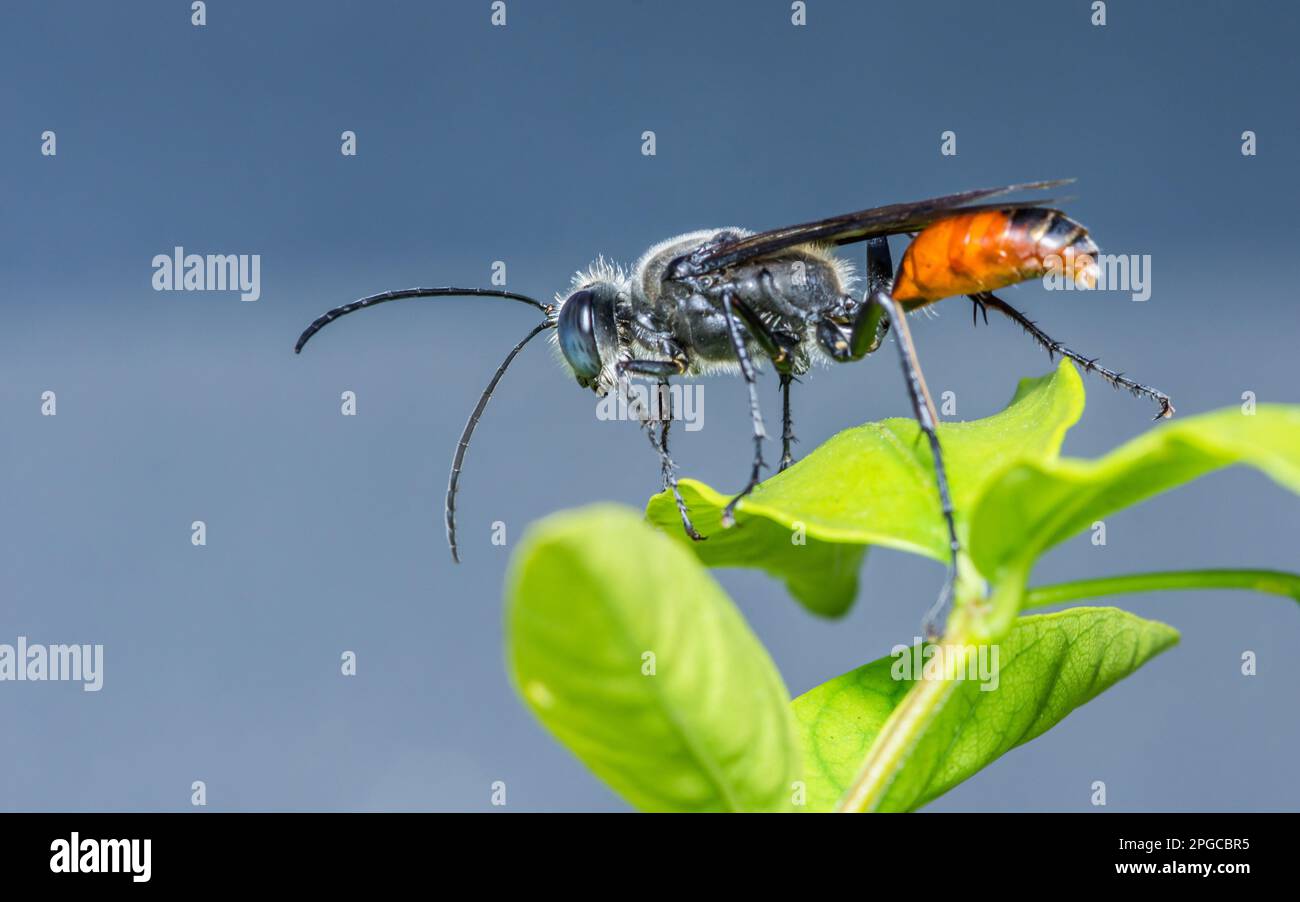 Eine kleine schwarz-orangefarbene Wespe oder kleine Spinnennespe, die auf grünen Blättern steht, Hintergrund der Natur, Makrofoto. Stockfoto