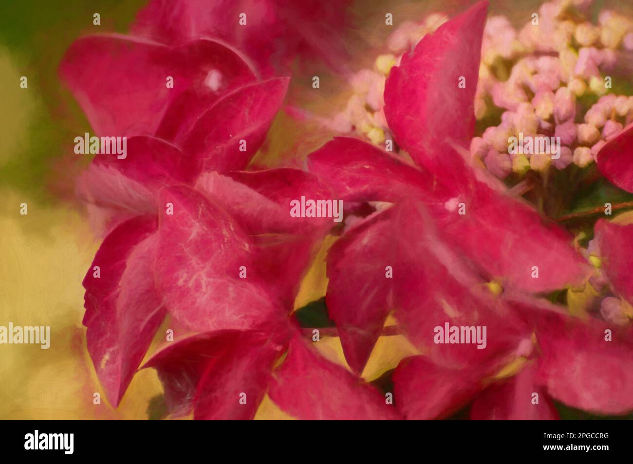 Digitale Malerei mit rosafarbenen und roten Hortensien und Blütenblättern in einem Garten mit geringer Schärfentiefe. Stockfoto