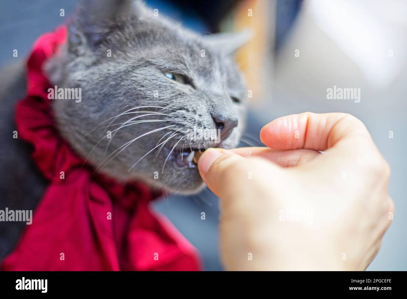 Füttern Sie eine schöne graue Katze mit einer Krawatte. Tierheim Stockfoto