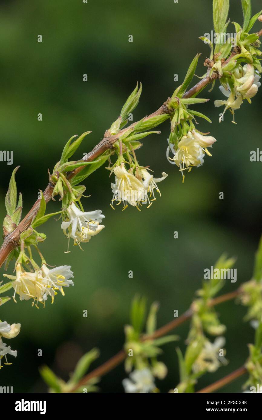 Geiblatt blht im Garten. Weie und gelbe Blten von Lonicera Caprifolium  gegen grne Bltter. Blumenzucht und Gartenbau. Bogenbsche oder Weben in  der Familie Caprifoliaceae Stockfotografie - Alamy
