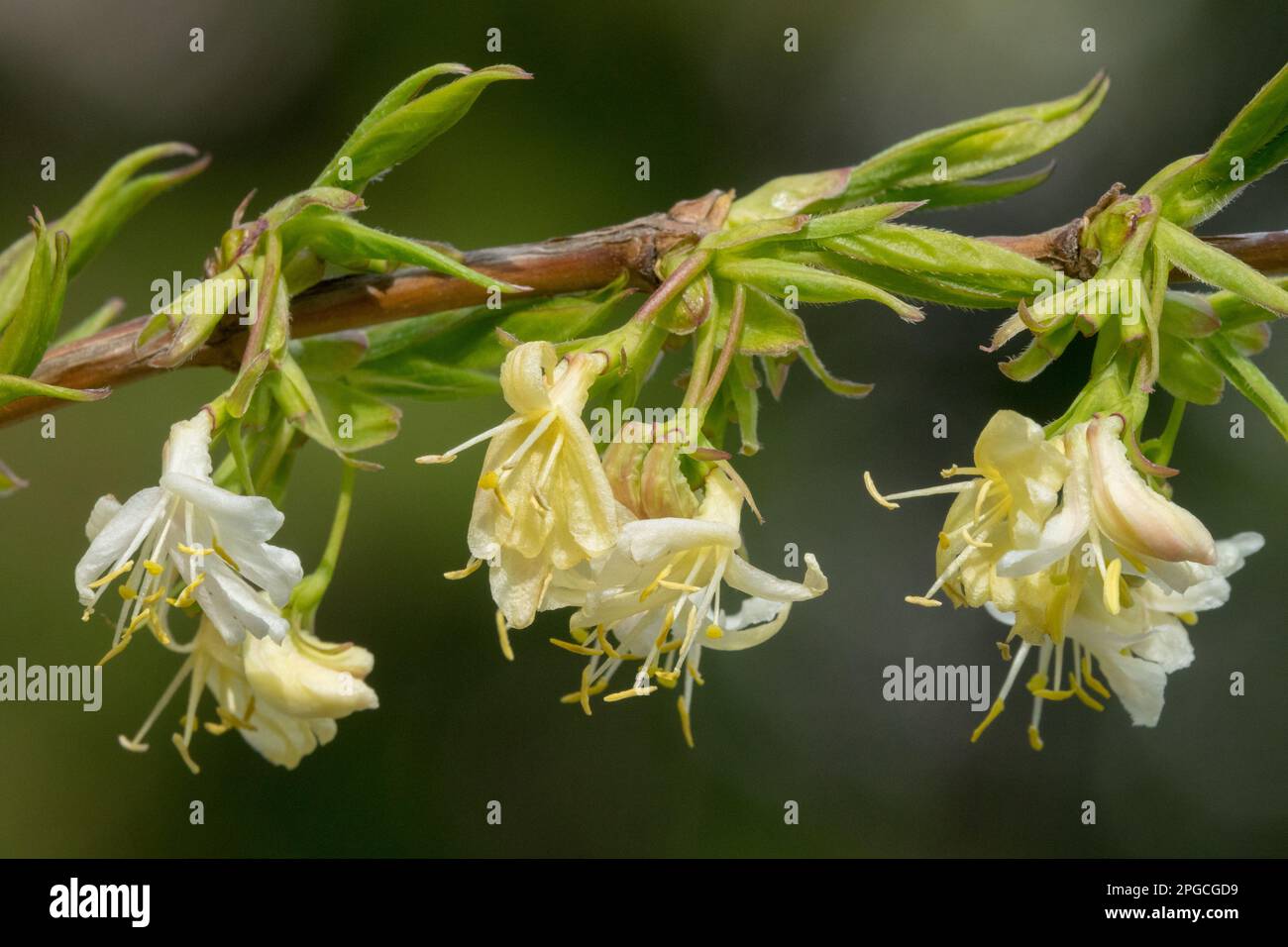 Geißblatt, Lonicera purpusii „Winterschönheit“, Lonicera, Nahaufnahme, Blume, Lonicera „Winterschönheit“, Frühling, Blüte auf Zweig Stockfoto