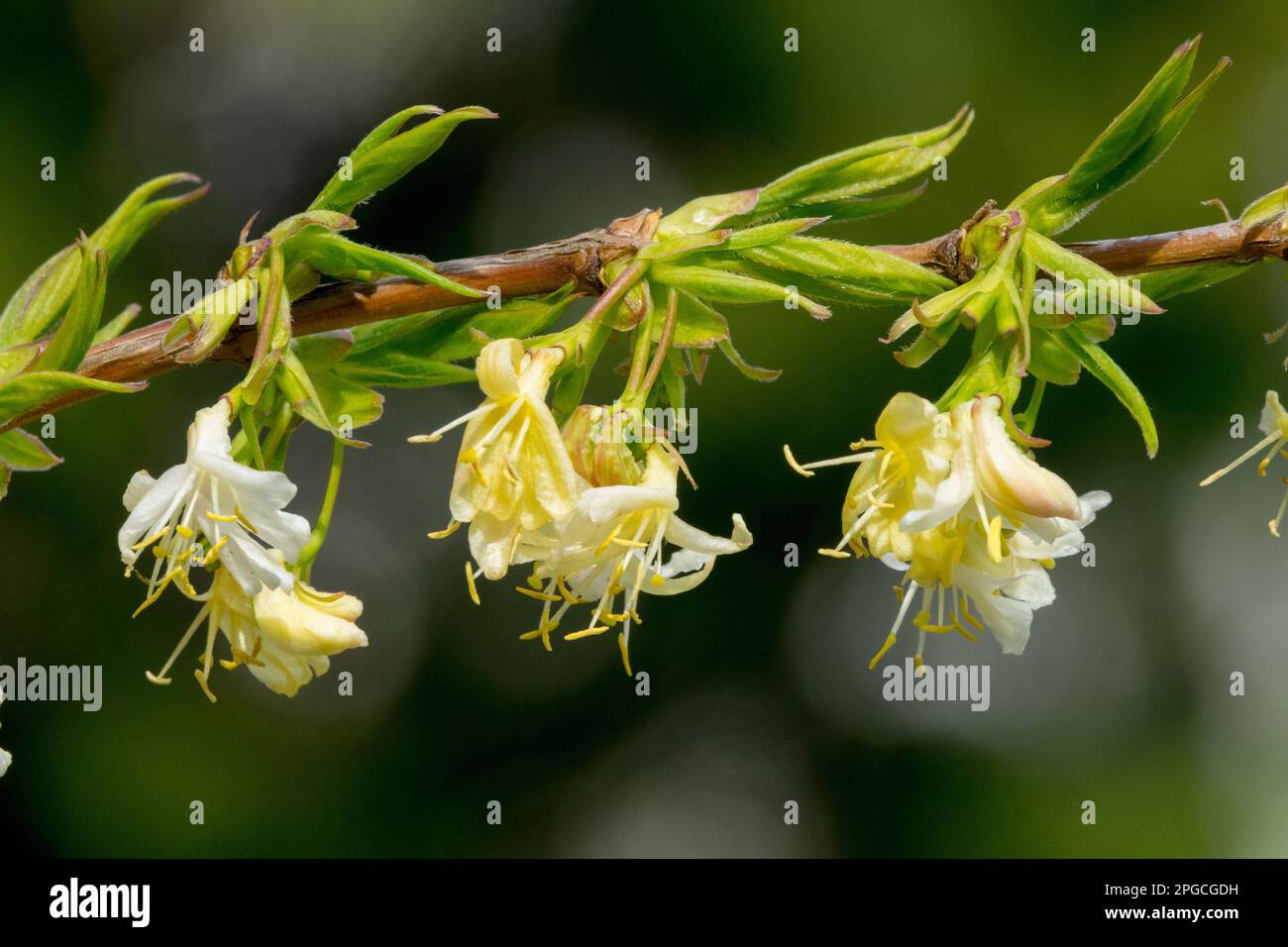 Nahaufnahme, Blüten, Honigsauger Lonicera purpusii Frühling, Blumen auf Zweig Lonicera „Winterschönheit“ Stockfoto