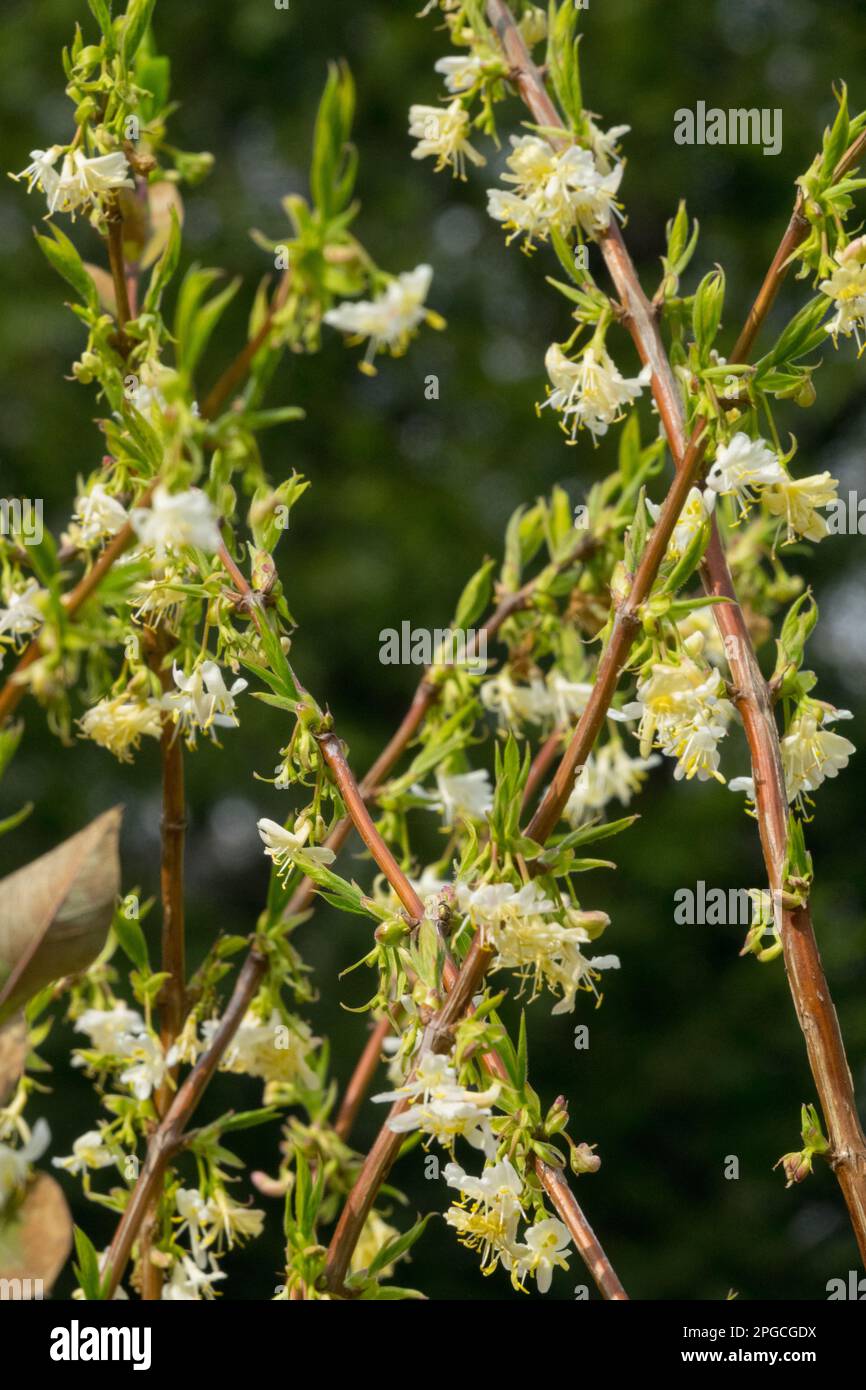 Blühender Sträucher, Lonicera, Honigsauger, Lonicera purpusii „Winterschönheit“, Frühling, Sträucher, Blüten, Äste, Honigsauger Stockfoto