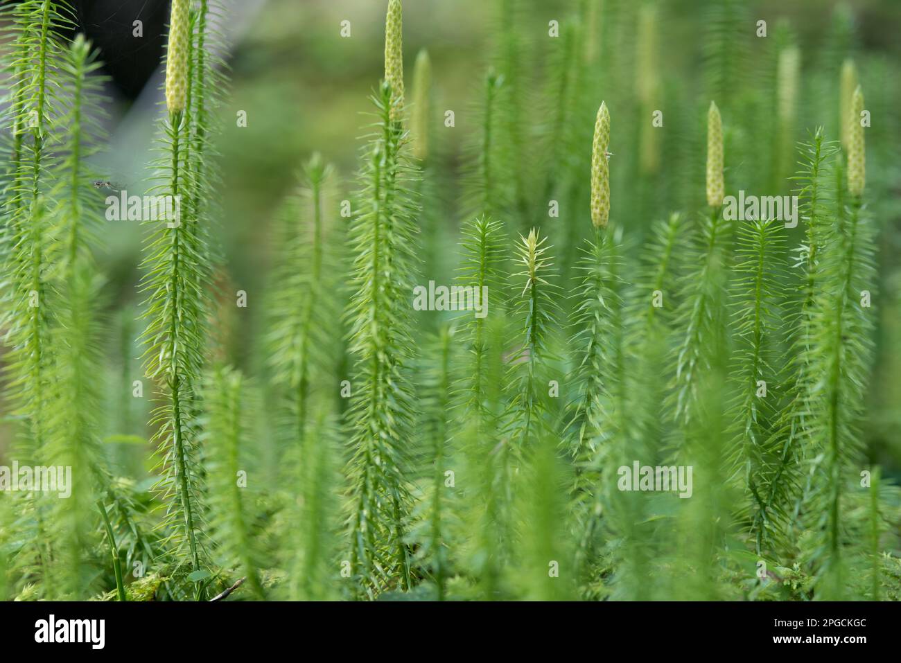 la bellezza e la peculiarità della natura in montagna, gli elementi naturali. Stockfoto