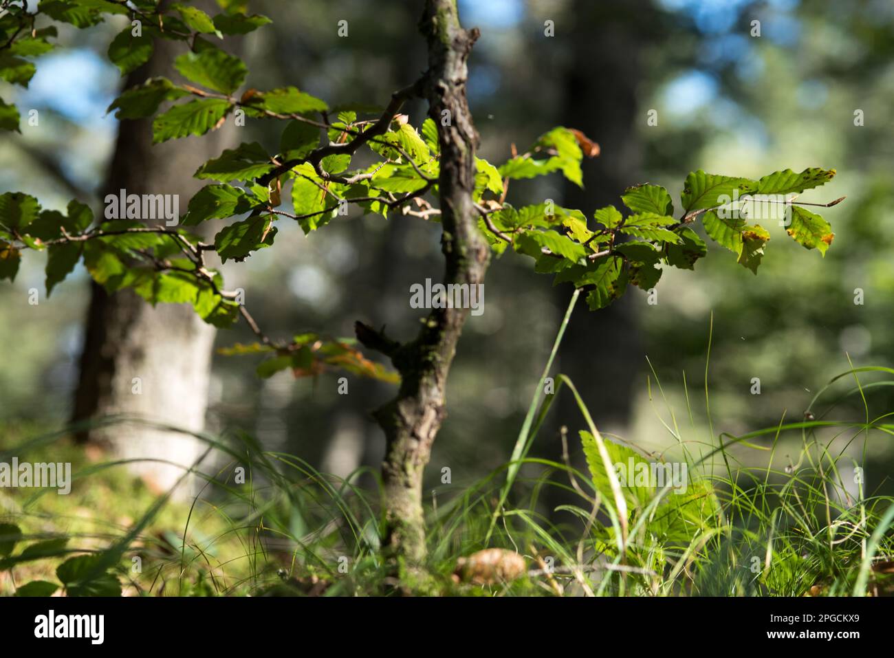 la bellezza e la peculiarità della natura in montagna, gli elementi naturali. Stockfoto