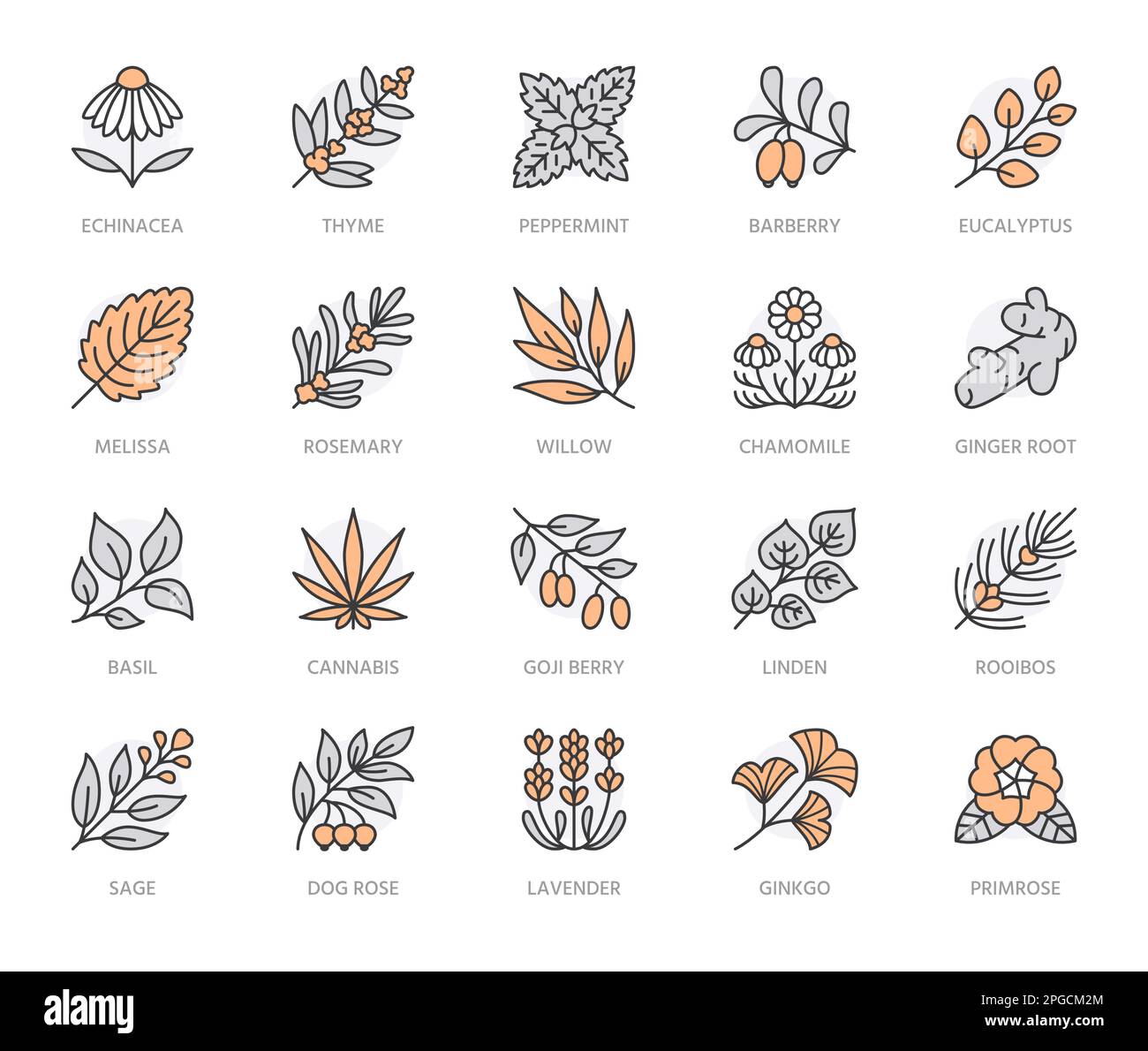 Medizinische Kräuter flache Symbole. Heilpflanzen Echinacea, melissa, Eukalyptus, Goji-Beere, Basilikum, Ingwerwurzel, Thymian, Kamille. Dünne Zeichen für Stock Vektor