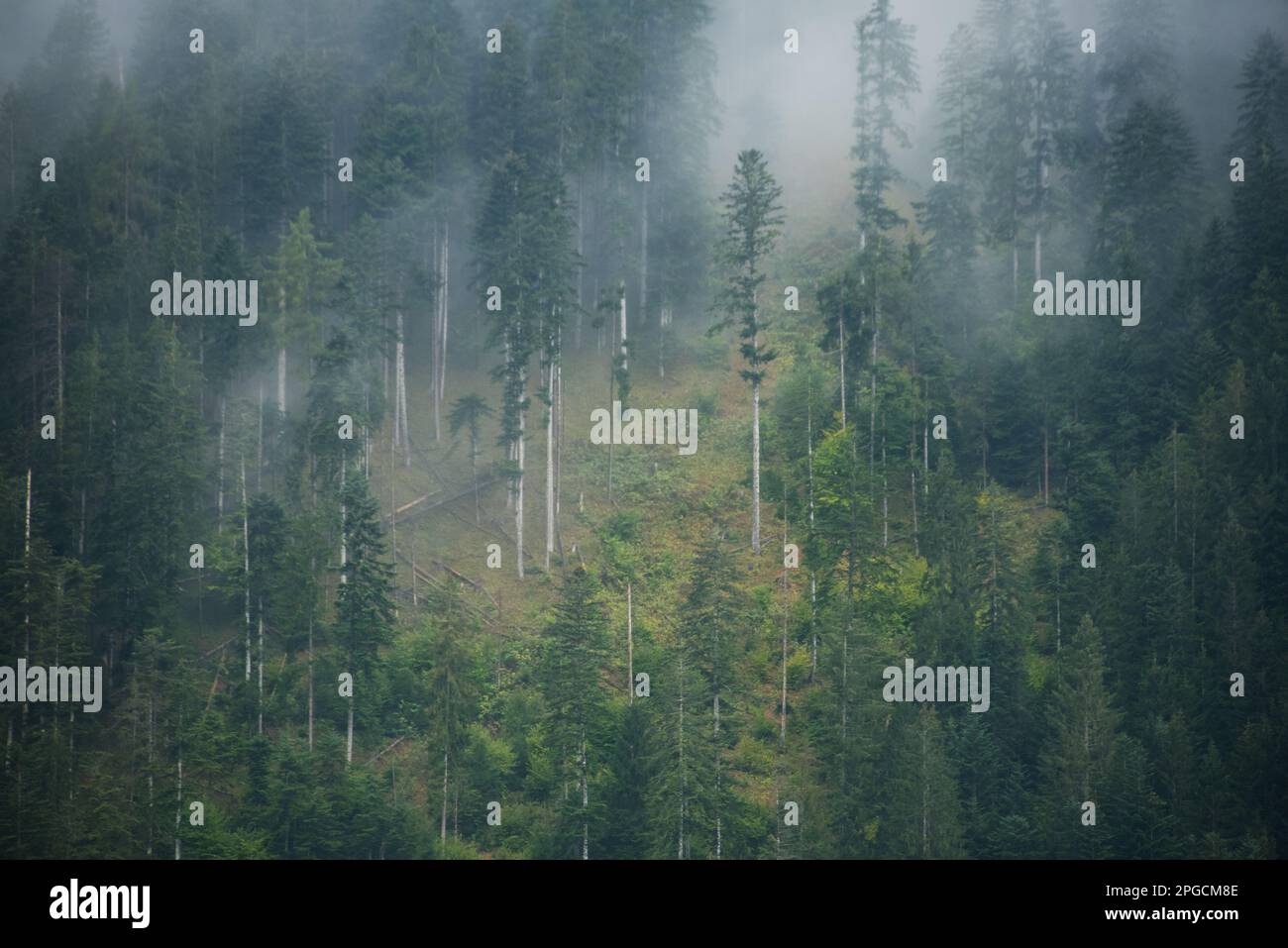 la bellezza e la peculiarità della natura in montagna, gli elementi naturali. Stockfoto