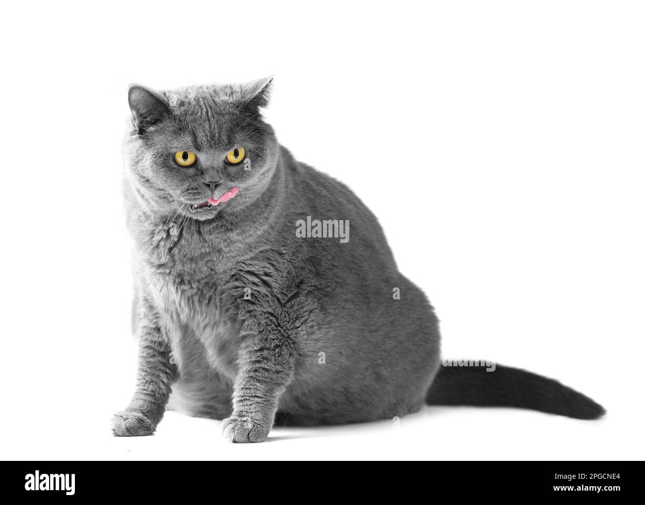 Eine fette Kurzhaarkatze mit großen roten Augen sitzt auf weißem Hintergrund. Tierische Fettsucht. Britische Katze auf weißem Hintergrund. Eine große Katze der britischen Rasse Stockfoto