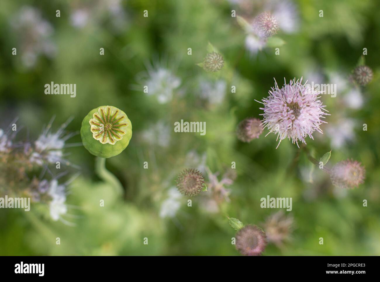 Nahaufnahme der blühenden Blüten von Tridax procumbens, die an sonnigen Tagen in einem üppigen Garten auf einem unscharfen grünen Hintergrund wachsen Stockfoto