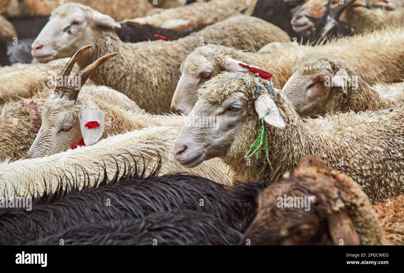 Viehzucht, Schaf- und Ziegenbestand Stockfoto