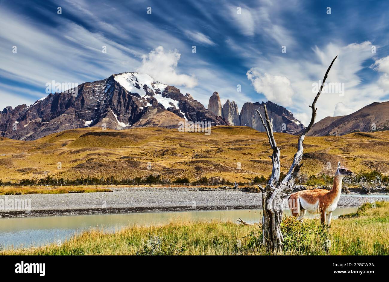 Guanako im Torres del Paine Nationalpark, Patagonien, Chile Stockfoto