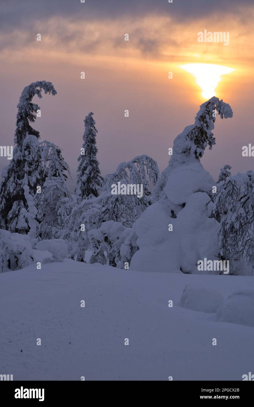 Winterszene bei Sonnenuntergang im Pallas-Yllästunturi-Nationalpark, Muonio, Lappland, Finnland Stockfoto